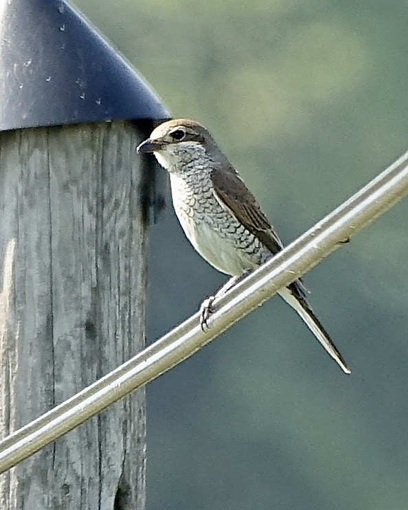 red-backed shrike